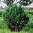 偃柏(植物物種) 偃柏(植物物種)