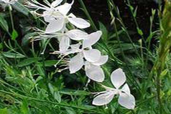 Gaura lindheimeri \x27Whirling Butterflies\x27 Gaura lindheimeri \x27Whirling Butterflies\x27
