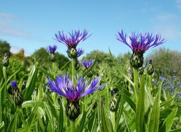 矢車菊屬(Centaurea) 矢車菊屬(Centaurea)