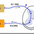 反射動作 反射動作