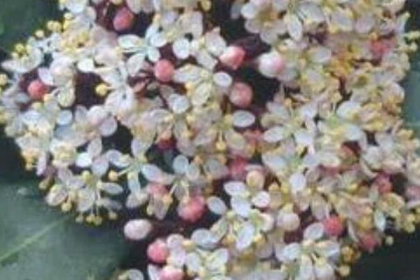 黑果茵芋 黑果茵芋