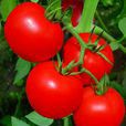 青海大紅番茄