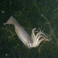 莖柔魚 莖柔魚