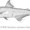 雙燈燈籠魚 雙燈燈籠魚