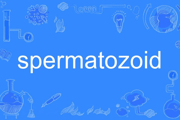spermatozoid spermatozoid
