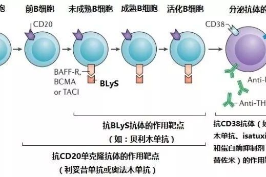 前 B 細胞 前 B 細胞