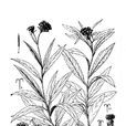 麗江合耳菊 麗江合耳菊