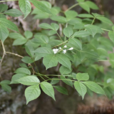 省沽油(省沽油科省沽油屬植物)