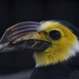 白頰犀鳥