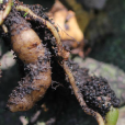腎經草(蘭科玉鳳花屬植物) 腎經草(蘭科玉鳳花屬植物)