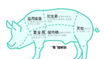 “毒”豬解剖圖
