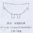 雙尾擬孔蜂 雙尾擬孔蜂