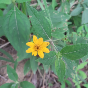 Wedelia acapulcensis