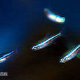 霓虹脂鯉屬