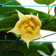 羅漢果花 羅漢果花