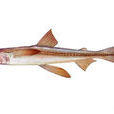 龍頭魚(豆腐魚)