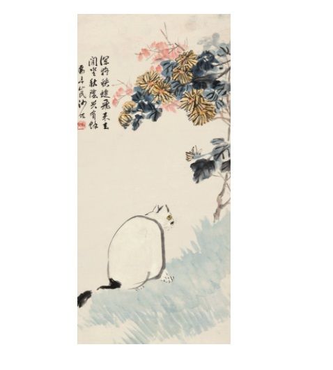 白貓圖 白貓圖