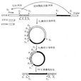 跳躍基因 跳躍基因
