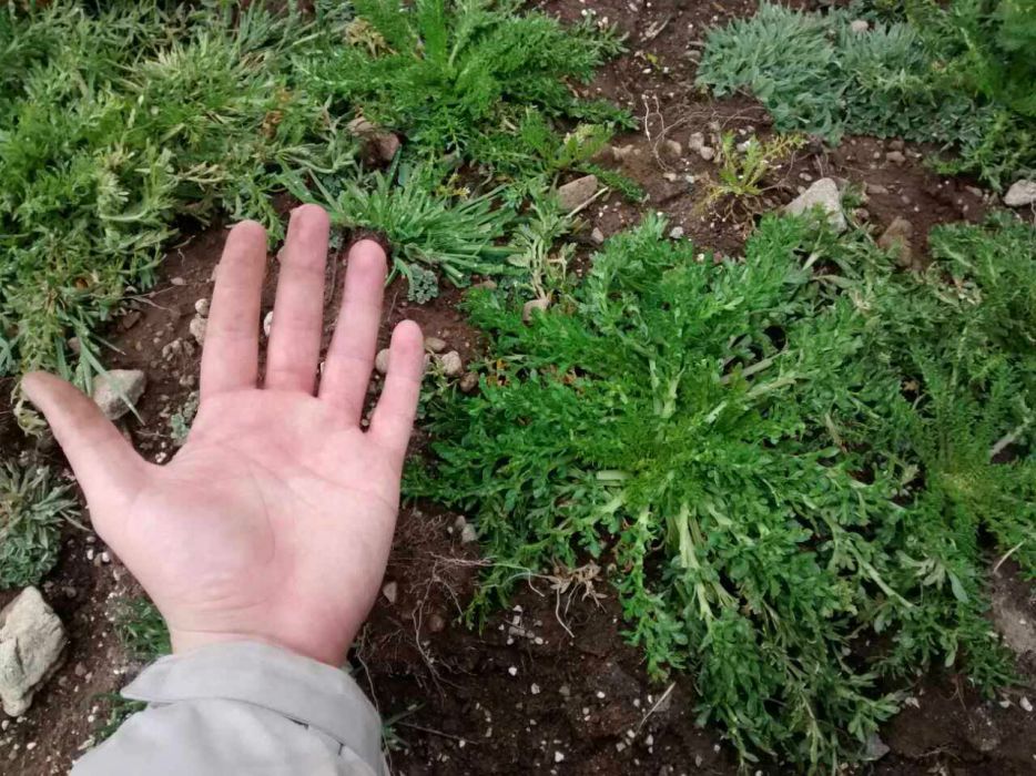 瑪卡葉 瑪卡葉