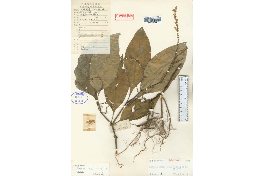 鈍萼爵床 鈍萼爵床