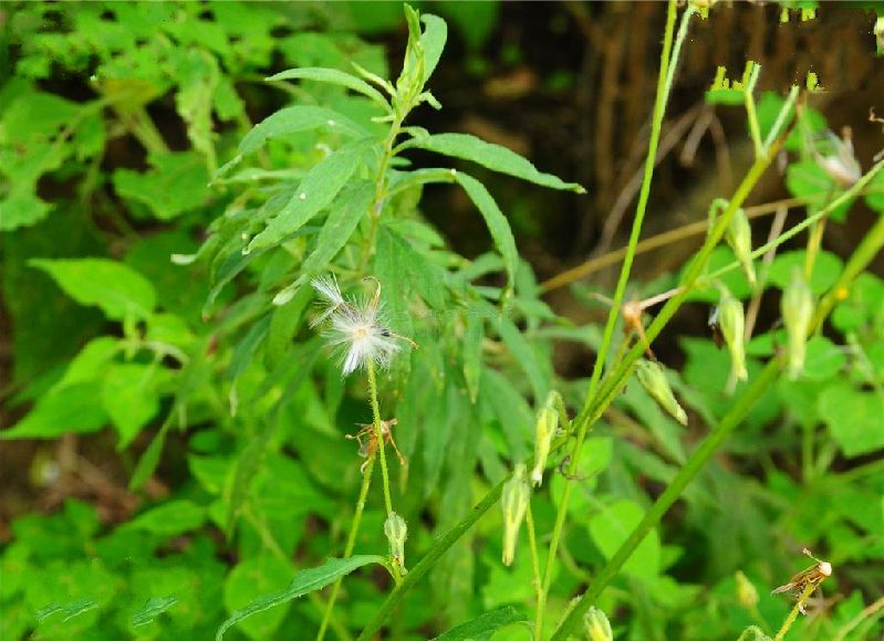 紫毛毛鱗菊 紫毛毛鱗菊