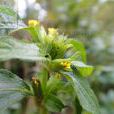 金腰箭(被子植物門雙子葉植物綱菊科植物) 金腰箭(被子植物門雙子葉植物綱菊科植物)