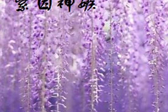 紫因神嫉 紫因神嫉