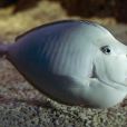 短喙鼻魚(短吻鼻魚) 短喙鼻魚(短吻鼻魚)
