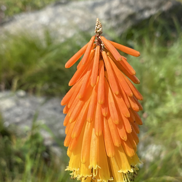 Kniphofia coralligemma