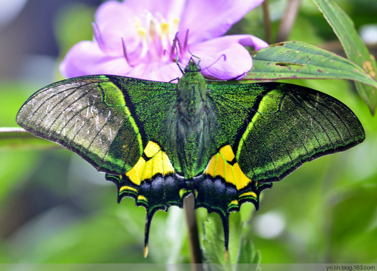 珍貴的金斑喙鳳蝶