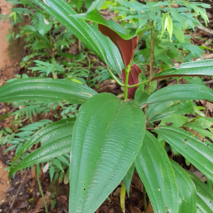 Miconia oinochrophylla