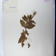 長柄柳葉菜 長柄柳葉菜
