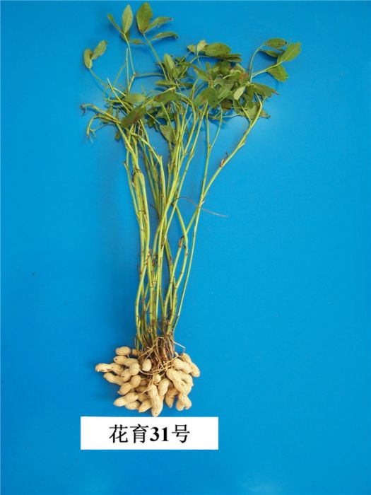 花育31號 花育31號