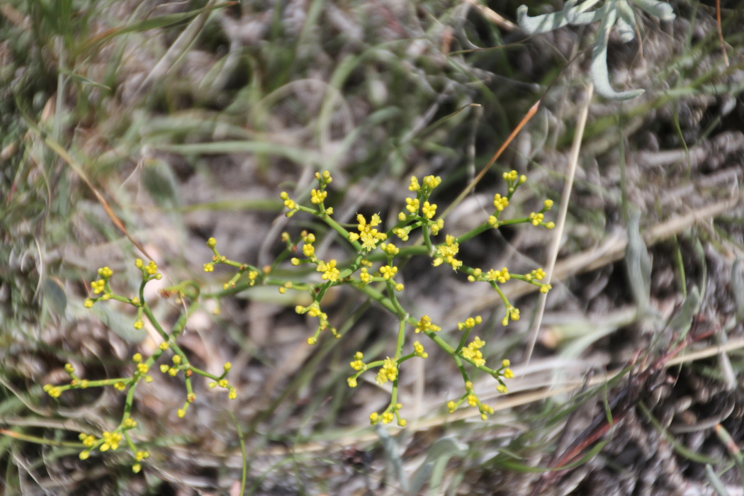 Eriogonum brevicaule Eriogonum brevicaule