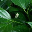 蛤蔞(植物名稱) 蛤蔞(植物名稱)