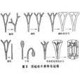 複合頂枝 複合頂枝