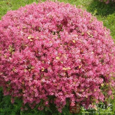 檵花根(中藥材) 檵花根(中藥材)