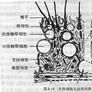 血睪屏障 血睪屏障