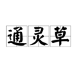 通靈草 通靈草