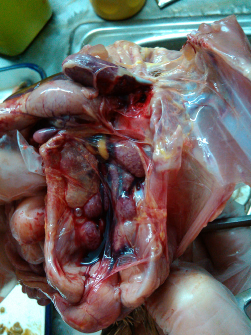 雞腎型傳支