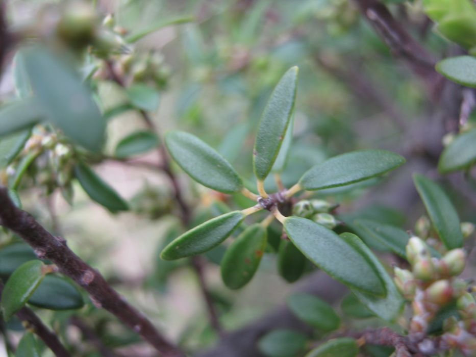 Acrotriche cordata