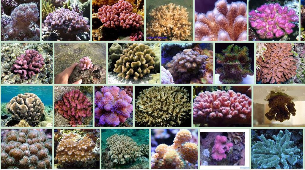 杯形珊瑚屬