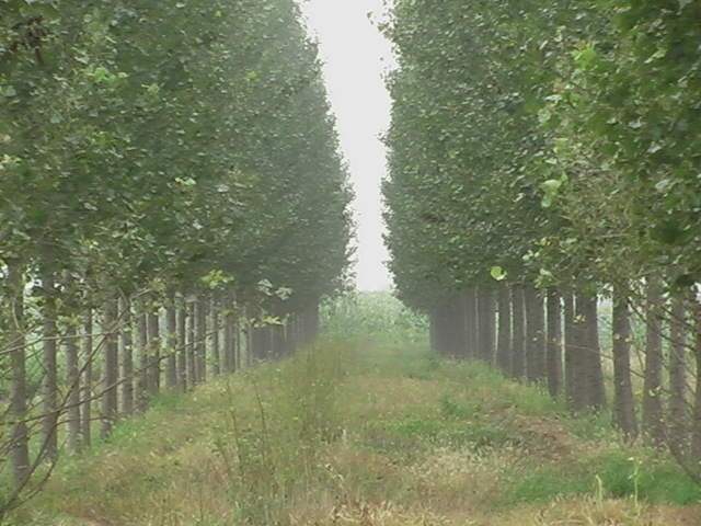 東楊家村(山東青島紅石崖街道下轄村) 東楊家村(山東青島紅石崖街道下轄村)