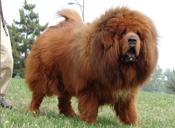黃獒 黃獒