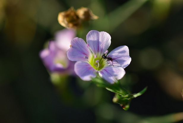 膜萼花 膜萼花
