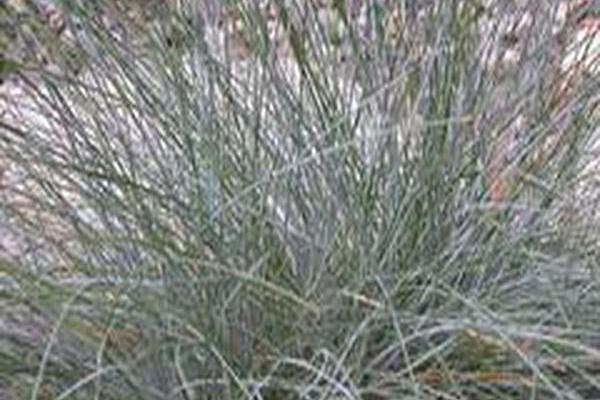Festuca glauca Festuca glauca