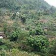小水井村(雲南省保山市隆陽區瓦馬鄉小水井村) 小水井村(雲南省保山市隆陽區瓦馬鄉小水井村)