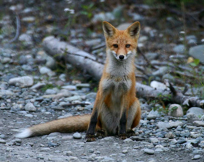 赤狐阿拉斯加北部亞種