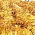 白城烤菸 白城烤菸