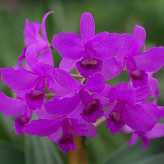 Cattleya bowringiana Cattleya bowringiana